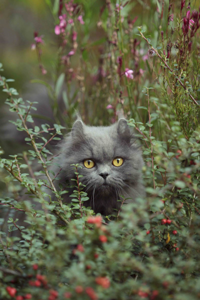Tierfotografie Katze draußen